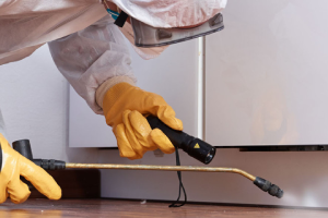 Messie Schädlingsbekämpfung Neumünster